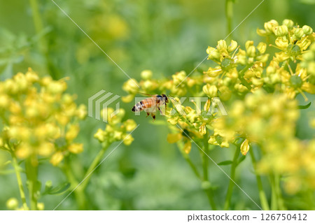 一隻蜜蜂 一隻蜜蜂 126750412