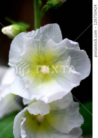 蜀葵白花 126750424
