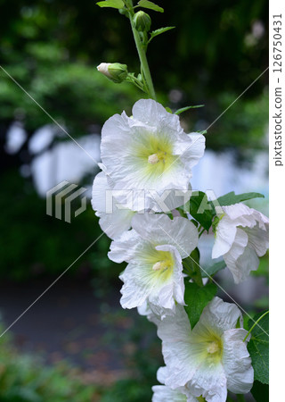 Hollyhock White Flowers Hollyhock White Flowers 126750431