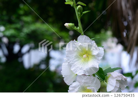 蜀葵白花 126750435