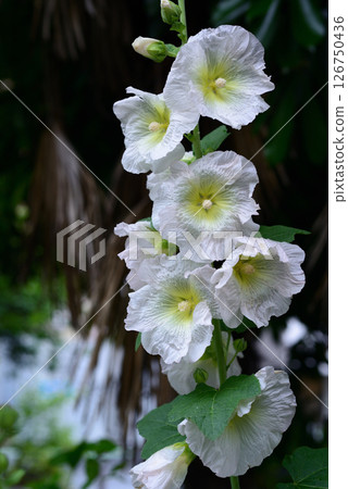 蜀葵白花 126750436