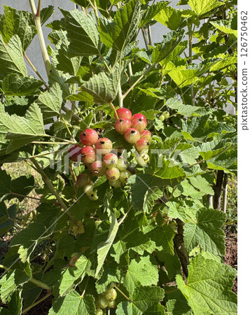 Currants are seen ripening on a bush amidst vibrant green leaves. These berries, transitioning from green to red, suggest the bounty of nature and the freshness of home gardening. Currants are seen ripening on a bush amidst vibrant green leaves. These berries, transitioning from green to red, suggest the bounty of nature and the freshness of home gardening. 126750462