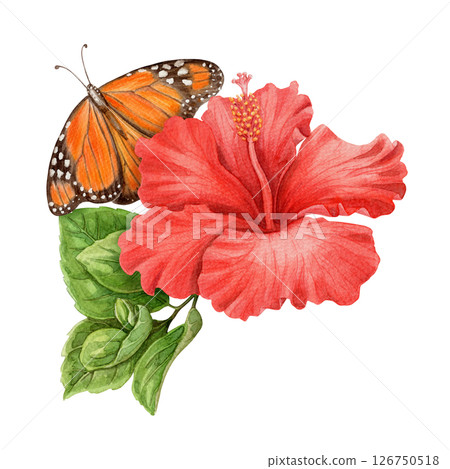 Hibiscus flower and Monarch butterfly summer arrangement. Hand drawn watercolor art with floral and leaves. Vacation vibe graphic element. Perfect for summer card template and holiday season design. 126750518