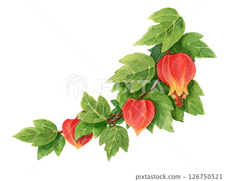 Abuchiron twig with green leaves and red flower. Hand drawn watercolor botanical illustration of evergreen bush with realistic texture. Perfect for summer card template and holiday season design. 126750521