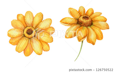 Set of two Helianthus occidentalis flower. Hand drawn watercolor botanical illustration of floral head with colorful realistic texture. Perfect for summer card template and holiday season design. 126750522