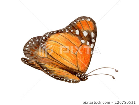 Monarch butterfly side view hand drawn watercolor illustration. Drawing of spotted exotic insect with colorful realistic texture wing. Perfect for summer card template and holiday season design. Monarch butterfly side view hand drawn watercolor illustration. Drawing of spotted exotic insect with colorful realistic texture wing. Perfect for summer card template and holiday season design. 126750531
