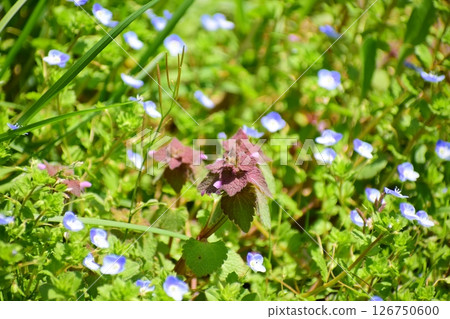 Himeodoricosoum 126750600