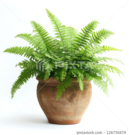 Vibrant Green Fern with Delicate Fronds in a Rustic Pot 126750879
