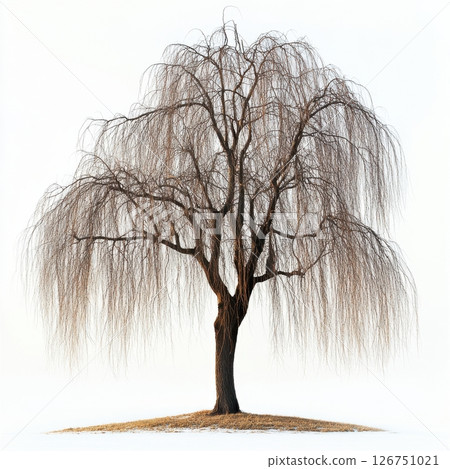 Weeping Willow Tree with Long Drooping Branches Isolated on White 126751021