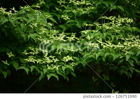 Yamaichi Yamaichi 126751090