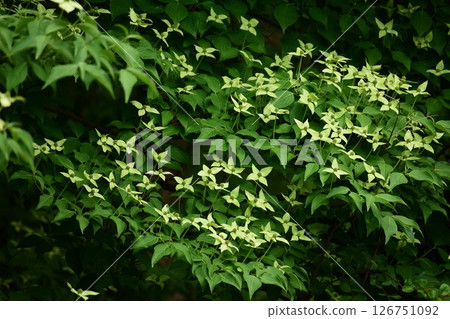 Yamaichi Yamaichi 126751092