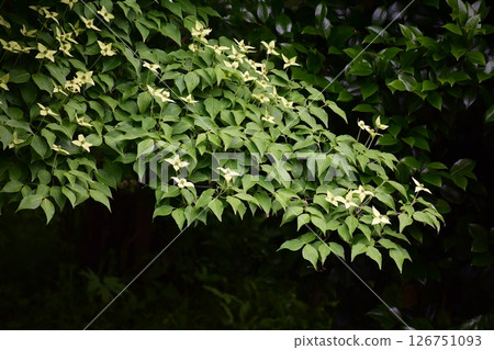 Yamaichi Yamaichi 126751093