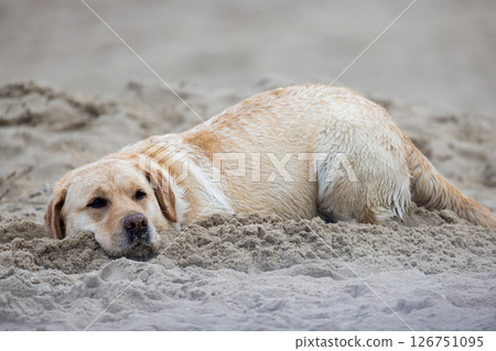 A Relaxed Labrador Dog on the Beach Happily Enjoying the Soft, Warm Sand Under Its Paws A Relaxed Labrador Dog on the Beach Happily Enjoying the Soft, Warm Sand Under Its Paws 126751095