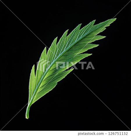 Fresh and Lively Green Leaf with Dynamic Edges on Dark Background 126751132