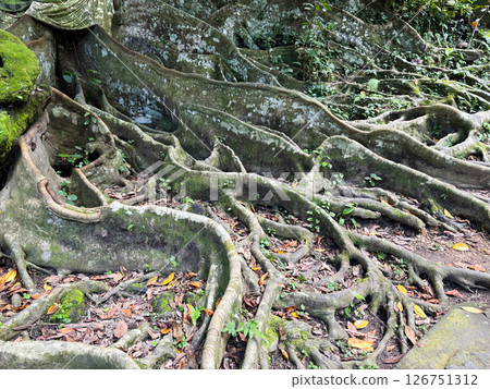 Banyan roots spreading on the ground, the sacred tree of Goa Gajah, Bali 126751312