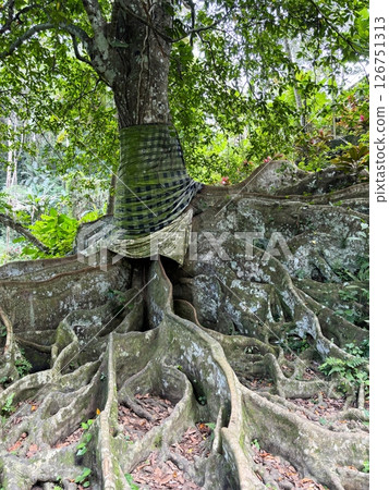 Banyan roots spreading on the ground, the sacred tree of Goa Gajah, Bali 126751313