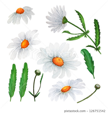 Watercolor chamomile isolated on white background, lleaves and bud for elements decorative or design cardblossom blooming 126751542