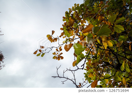 Autumn-Winter Trees 126751694