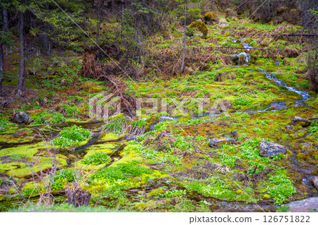 Spring emerging from the ground forming small streams near Kosh-Agach Altai Russia. Sacred energy site marked by ritual ribbons on tree Spring emerging from the ground forming small streams near Kosh-Agach Altai Russia. Sacred energy site marked by ritual ribbons on tree 126751822