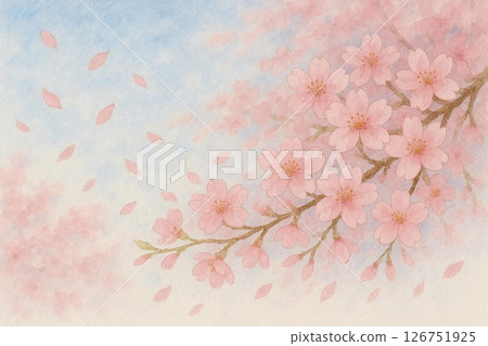 Cherry blossoms in full bloom and falling petals 126751925