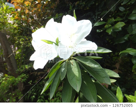 White Satsuki White Satsuki 126752005