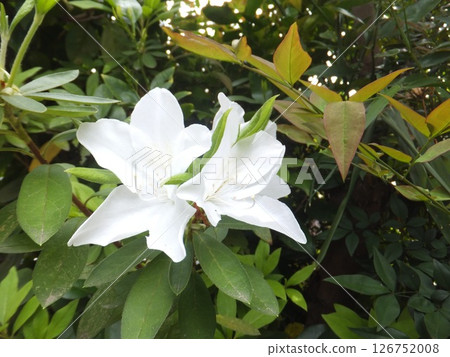 White Satsuki White Satsuki 126752008