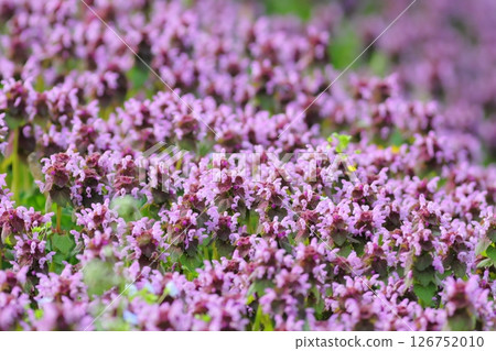 Purple flowers blooming in a spring field Purple flowers blooming in a spring field 126752010