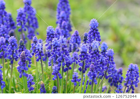 Blue Muscari flowers blooming in a spring field 126752044