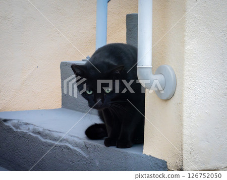 A black cat quietly watching the situation in a corner of the city A black cat quietly watching the situation in a corner of the city 126752050