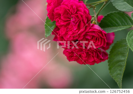 Rose   Rose   126752456