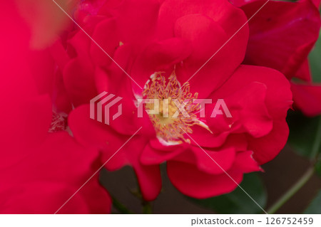 Rose   126752459