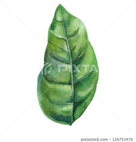 Watercolor green coffee leaf illustration hand painted botanical foliage isolated nature element tropical plant eco design clipart Watercolor green coffee leaf illustration hand painted botanical foliage isolated nature element tropical plant eco design clipart 126752478