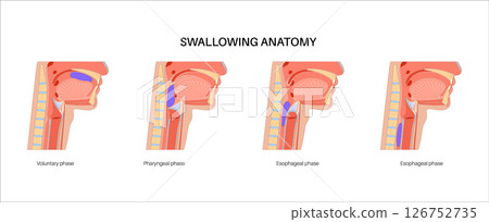 Swallowing process poster Swallowing process poster 126752735