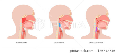 Pharynx anatomy poster Pharynx anatomy poster 126752736