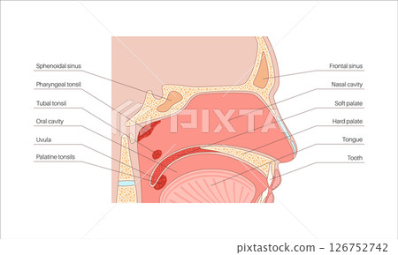 Nasal cavity anatomy Nasal cavity anatomy 126752742