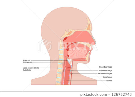 Larynx anatomy poster Larynx anatomy poster 126752743