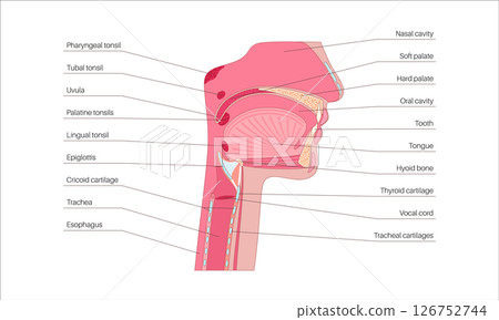 Upper respiratory tract Upper respiratory tract 126752744