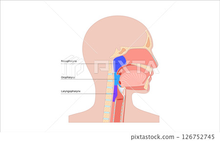 Pharynx anatomy poster 126752745