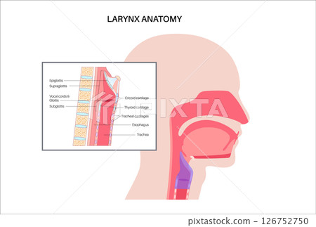 Larynx anatomy poster 126752750