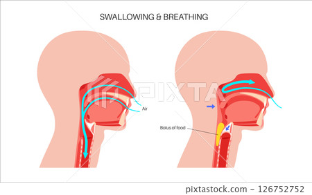 Breathing and swallowing Breathing and swallowing 126752752