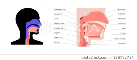 Upper respiratory tract 126752754