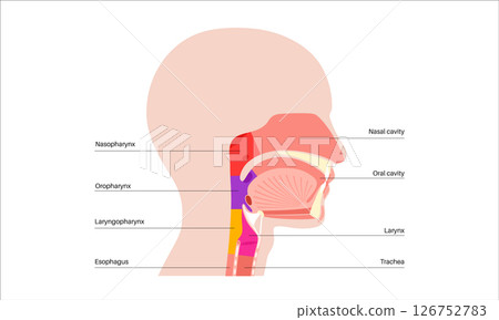 Throat anatomy poster 126752783
