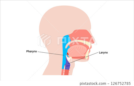 Pharynx and larynx Pharynx and larynx 126752785