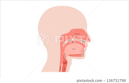 Upper respiratory tract 126752790