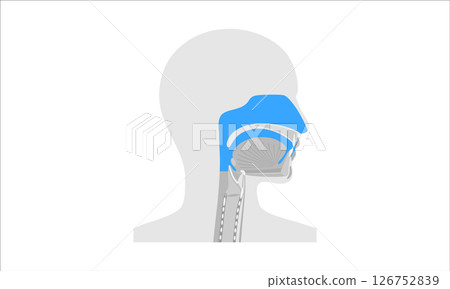 Nasal cavity anatomy Nasal cavity anatomy 126752839