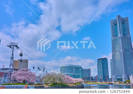 神奈川縣橫濱市鐵路軌道和索道上盛開的櫻花 126752849