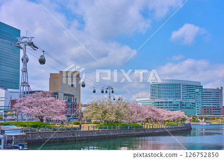 神奈川縣橫濱市鐵路軌道和索道上盛開的櫻花 126752850