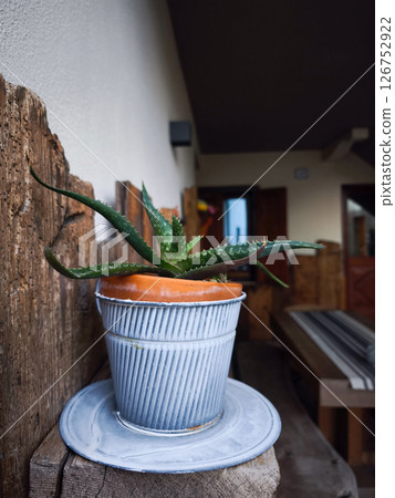 Green aloe thriving in metallic container, resting on wooden shelf with warm ambient lighting highlighting natural decor elements Green aloe thriving in metallic container, resting on wooden shelf with warm ambient lighting highlighting natural decor elements 126752922