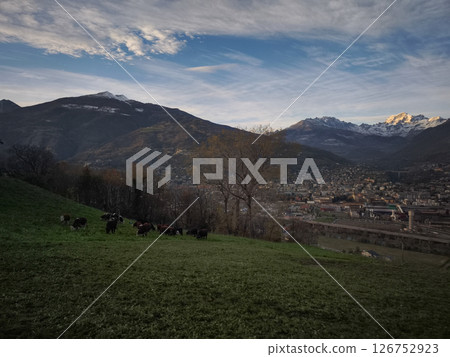 Grazing cattle overlooking alpine valley, mountain peaks rising behind quaint town settlement during crisp november landscape Grazing cattle overlooking alpine valley, mountain peaks rising behind quaint town settlement during crisp november landscape 126752923