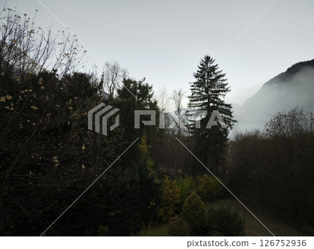 Misty morning in a serene alpine forest with towering trees and distant mountains, capturing the tranquil beauty of chamonix and aosta in november Misty morning in a serene alpine forest with towering trees and distant mountains, capturing the tranquil beauty of chamonix and aosta in november 126752936